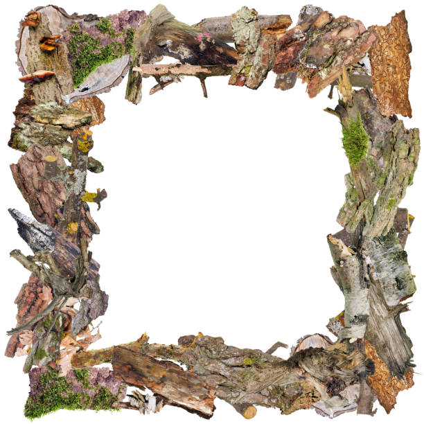 istock Halloween square photo frame made of ugly terrible dead bark and branches. Abstract collage isolated on white 645749514