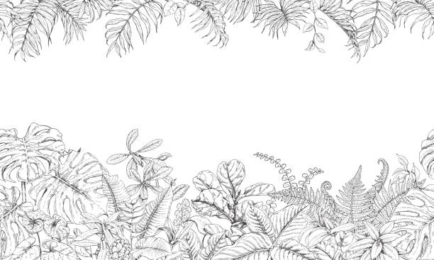 bezszwowy wzór linii z tropikalnymi roślinami - coloring book coloring book australia stock illustrations
