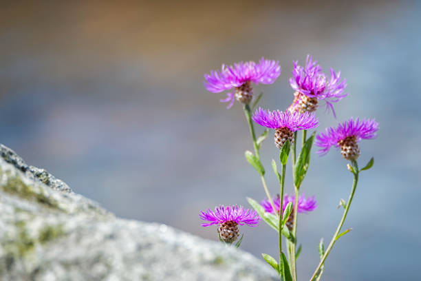 istock Thistle flower by the sea 645751984