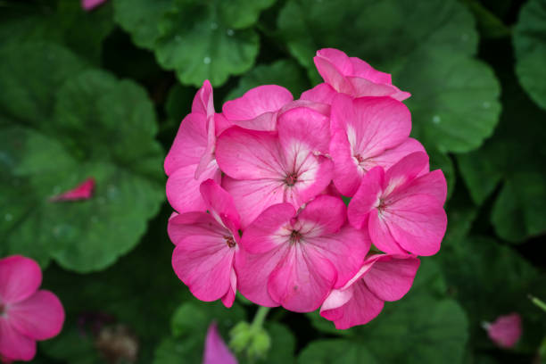 istock Pink flower on green leaves 645752596