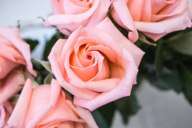 istock Bunch of big pink tea rose 645754896
