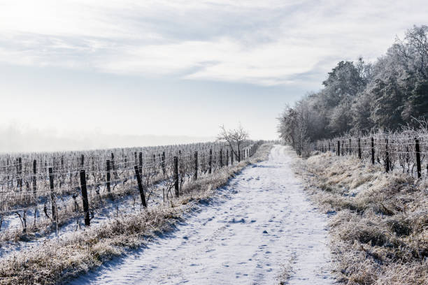 istock The road through the frozen vineyard 645760936