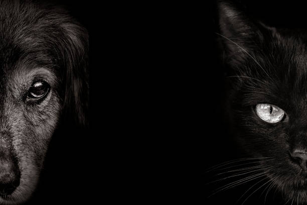 dark muzzle spaniel dog and cat  closeup. front view dark muzzle spaniel dog and cat  closeup. front view restraint muzzle photos stock pictures, royalty-free photos & images