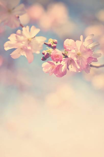 istock Beautiful blossom tree.Nature spring flowers. Abstract blurred background in Springtime 645764942