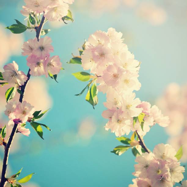 istock Beautiful blossom tree.Nature spring flowers. Abstract blurred background in Springtime 645765174