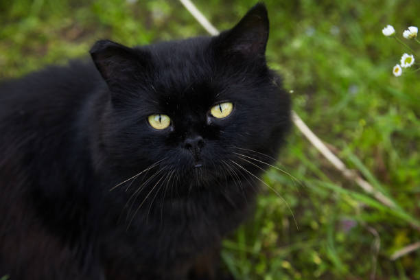 istock Close up of a black cat looking at camera 645765362