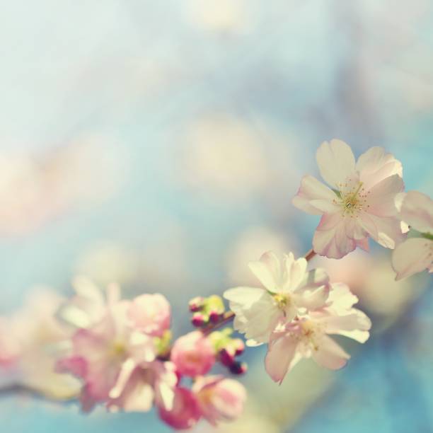 istock Beautiful blossom tree.Nature spring flowers. Abstract blurred background in Springtime 645767782