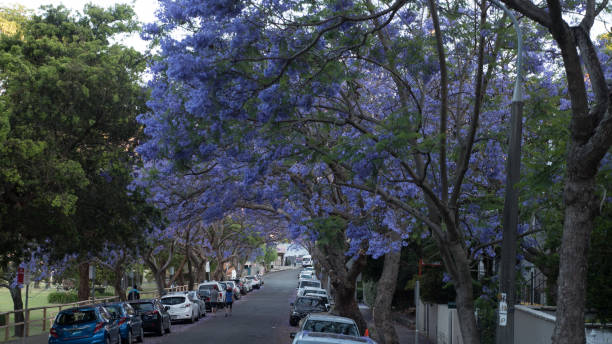 istock Jacaranda trees in a suburban Sydney street high resolution 645768182