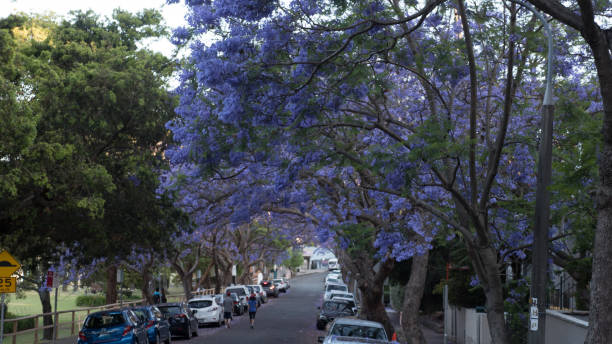 istock Jacaranda trees in a suburban Sydney street high resolution 645768368