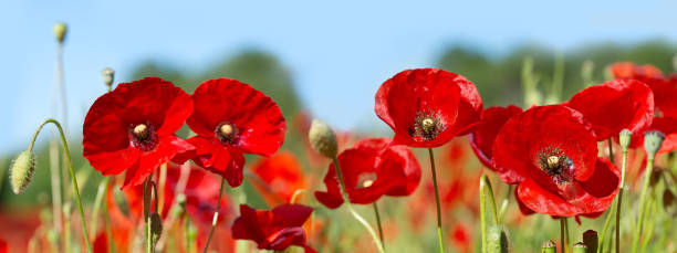 istock poppy flowers in a field 645769446