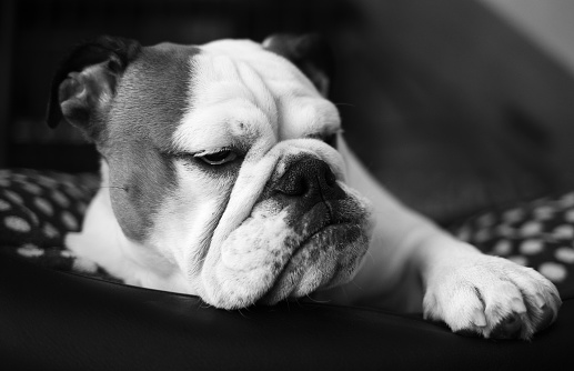 Frowning grumpy bulldog, couch potato
