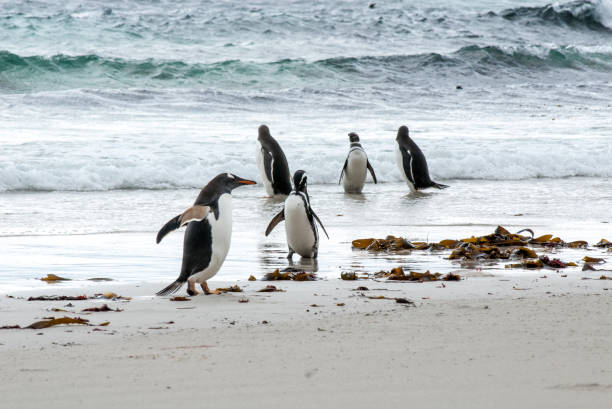 istock Penguins - Magellan and Gentoo 645771134
