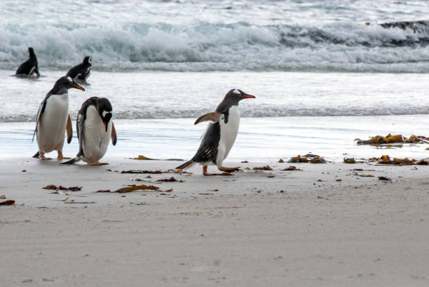 istock Penguins - Magellan and Gentoo 645771146
