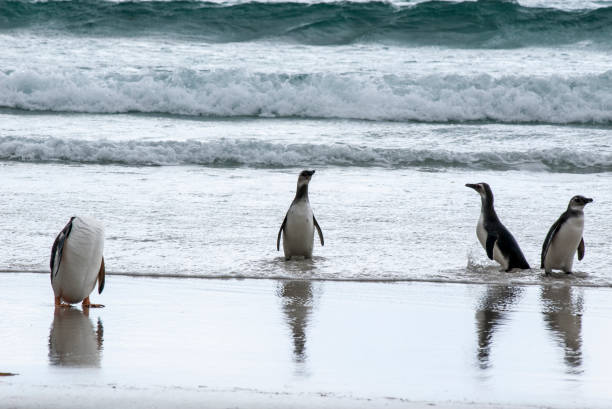istock Penguins - Magellan and Gentoo 645771148