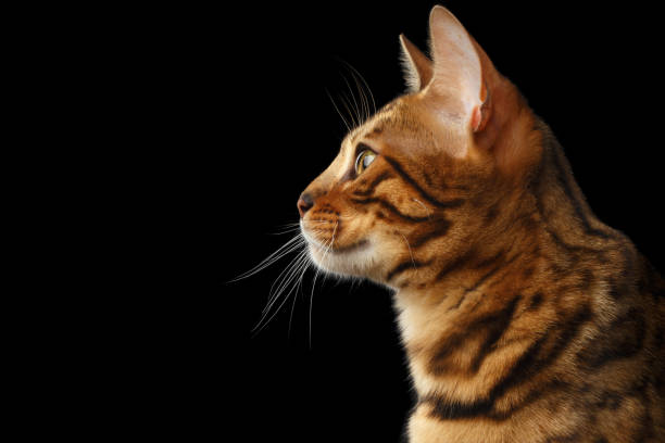 istock Bengal cat isolated on Black Background 645771208
