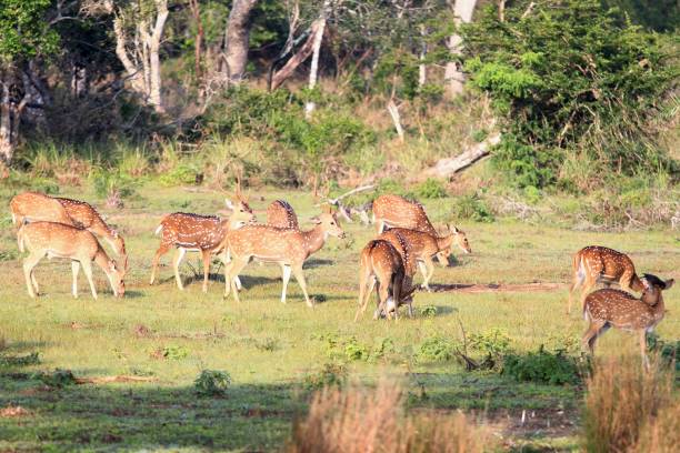istock Herd of Sri Lankan axis deer, Axis axis ceylonensis 645773606