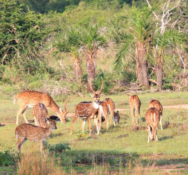 istock Herd of Sri Lankan axis deer, Axis axis ceylonensis 645773752