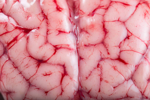 Closeup from a lamb brain showing its texture stock photo