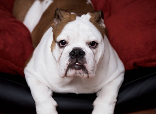 istock dog lies down and looks at the camera 645774272