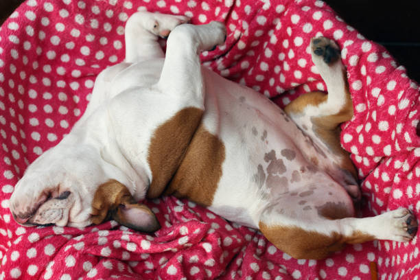 my English Bulldog (five-months old, female) sometimes goes into a really deep sleep...!