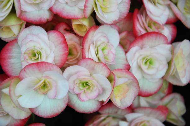 istock little pink flower for background. 645778076