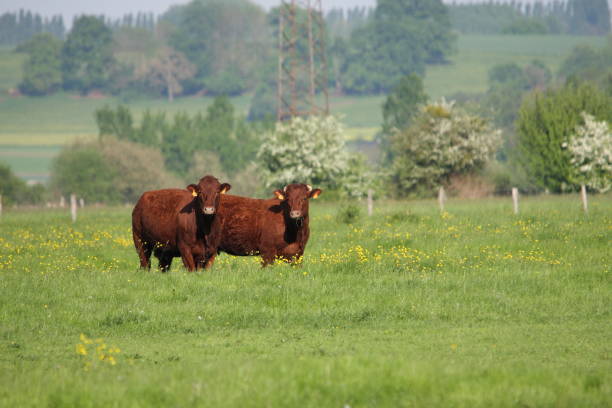 istock cows in meadow, france 645781778