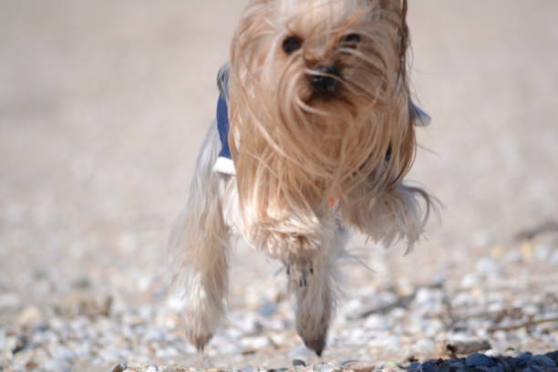 istock Yorkshire Terrier walks on the seaside 645782020