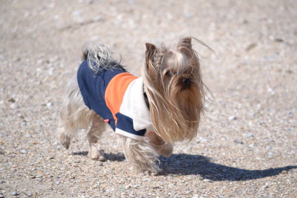 istock Yorkshire Terrier walks on the seaside 645782038