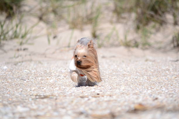 istock Yorkshire Terrier walks on the seaside 645782048