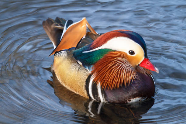 istock Mandarin duck in blue water 645782138