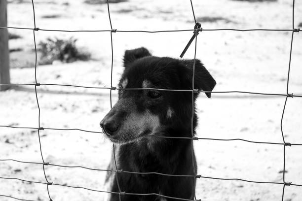 istock Locked kennel dogs abandoned, sadness 645784406