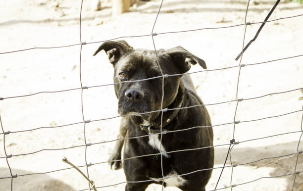 Locked kennel dogs abandoned, sadness