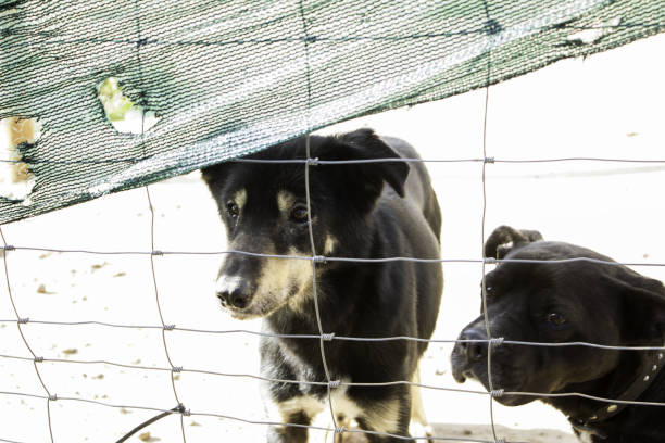 istock Locked kennel dogs abandoned, sadness 645784410