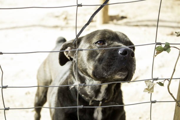 istock Locked kennel dogs abandoned, sadness 645784414