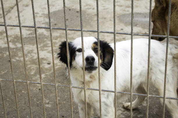 istock Locked kennel dogs abandoned, sadness 645784426