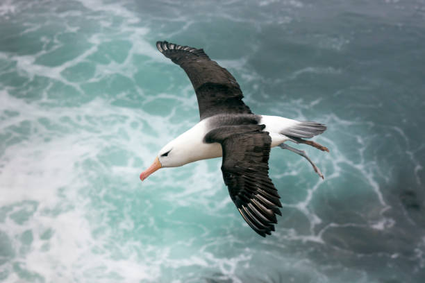 albatro dalle sopracciglia nere sopra il mare sulle isole falkland - albatross foto e immagini stock