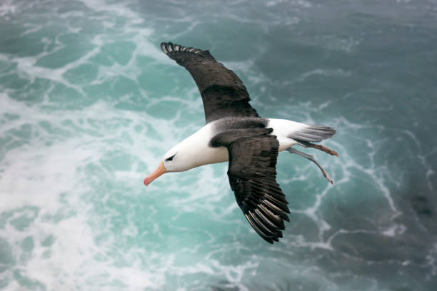 포클랜드 제도에 바다 위에 블랙 쇠 알 바트로 스 - albatross 뉴스 사진 이미지
