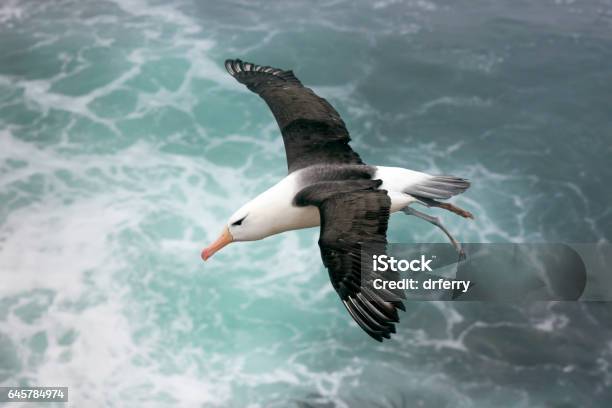 Blackbrowed Albatross Above The Sea On The Falkland Islands Stock Photo - Download Image Now