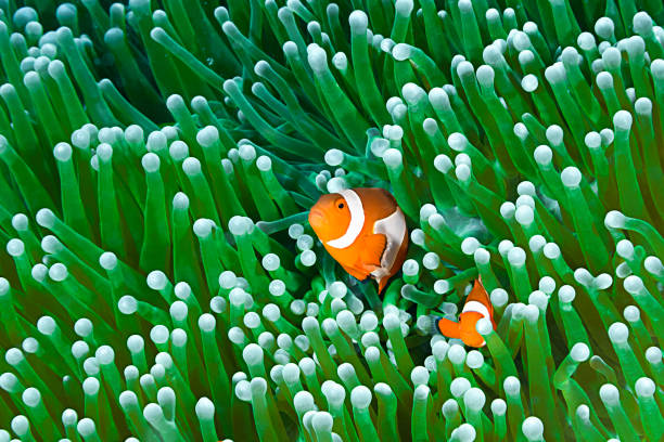 istock Clownfishes at Home, Amphiprion ocellaris 645785528