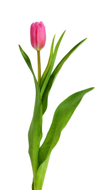 istock Pink tulip flower 645787392