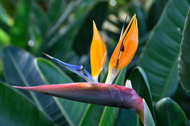 istock Crane flower (Strelitzia reginae) from botanical park 645787494