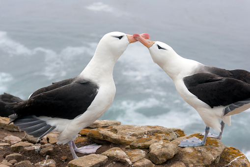 The Black-browed Albatross (Thalassarche melanophris) is a large seabird that breeds on 12 circumpolar islands in the southern oceans. The largest colony, with over 400,000, is on the Falkland Islands.  Despite having a total population of over 1.2 million, ongoing declines in their numbers have led to their categorization as Near Threatened on the IUCN Red List.  They do not breed until they are 10 years old, but beginning in their third and fourth year they return to their breeding grounds to practice their elaborate courtship rituals. They raise only one chick at a time.