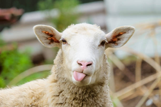 funny sheep. portrait of sheep showing tongue. - carneiro imagens e fotografias de stock