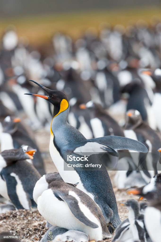 Keng Penguin Who Has Blundered Into A Gentoo Penguin Colony Stock Photo -  Download Image Now - iStock