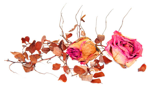 istock dry delicate rose flowers and leaves  isolated on white 645794828