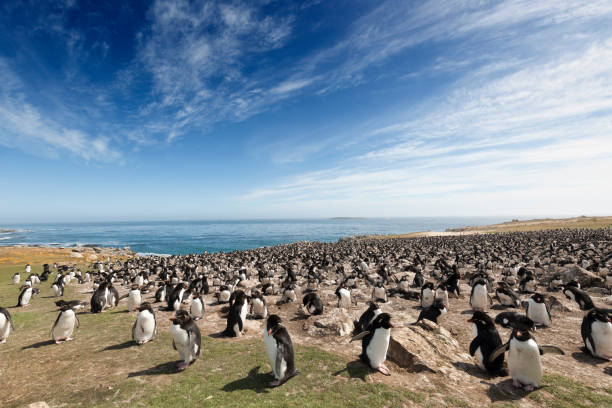 Large Rockhopper Penguin Colony on the Falkland Islands The Southern Rockhopper Penguin (Eudyptes (chrysocome) chrysocome) is a small penguin that breeds along the southern coasts of Chile and Argentina as well as offshore islands, including major colonies on the Falkland Islands.  Until recently, the Rockhopper Penguins were considered one species (and still are by many authors), but have been split into this species and the Eastern and Northern Rockhoppers, with Eastern breeding in the south Pacific and Northern on Tristan De Cunha and Gough islands in the south Atlantic.  The Southern Rockhopper is listed as Vulnerable by the IUCN, while the Northern is listed as Endangered. falkland islands stock pictures, royalty-free photos & images