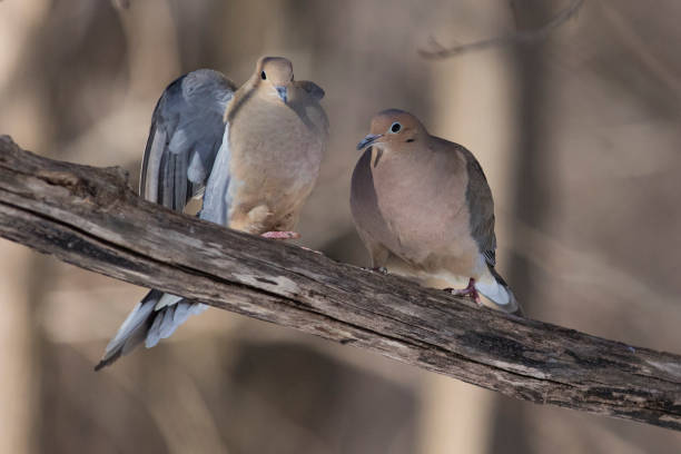 Morning dove couple in spring