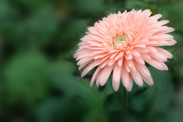 istock flower macro  in nature with copy space - 645798848