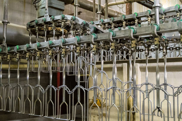istock Suspended conveyor. Poultry processing plant line. Chicken factory. 645799000