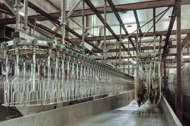 istock Poultry processing plant line. Standard equipment slaughterhouse and poultry processing. Suspended conveyor, bathroom stunning bird electrocution. 645801980